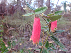 Correa reflexa scabridula
