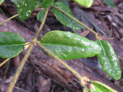 Correa reflexa scabridula