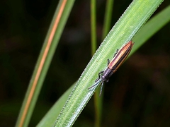 Eurispa vittata