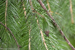 Picea smithiana