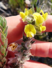 Aspalathus caledonensis