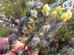 Aspalathus caledonensis