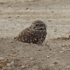 Athene cunicularia hypugaea