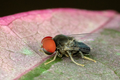 Lindneromyia