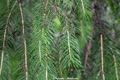 Picea smithiana