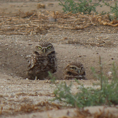 Athene cunicularia hypugaea