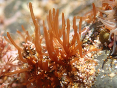 Lomentaria caespitosa