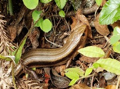 Plestiodon finitimus