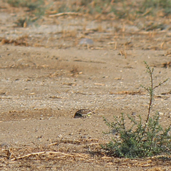 Athene cunicularia hypugaea