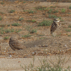 Athene cunicularia hypugaea