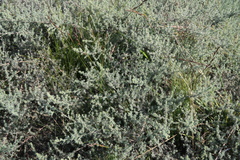 Aspalathus digitifolia