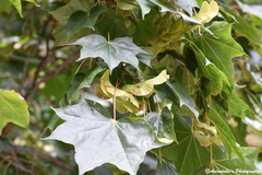 Acer cappadocicum