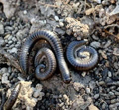 Ommatoiulus moreleti