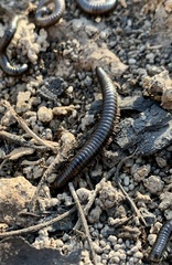 Ommatoiulus moreleti