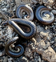 Ommatoiulus moreleti