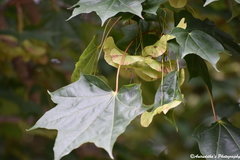 Acer cappadocicum