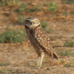 Athene cunicularia hypugaea