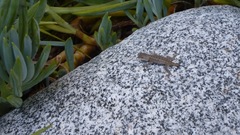 Sceloporus occidentalis