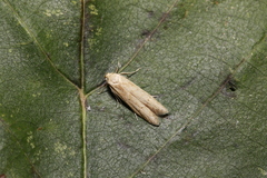 Blastobasis lacticolella