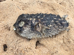 Dicotylichthys punctulatus