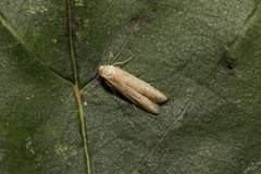 Blastobasis lacticolella