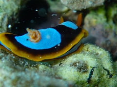 Chromodoris westraliensis