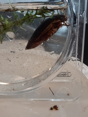 Dytiscus dimidiatus