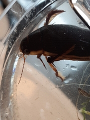 Dytiscus dimidiatus