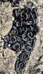 Ommatoiulus moreleti