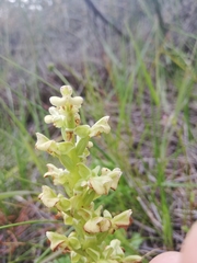 Pterygodium volucris