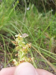 Pterygodium volucris