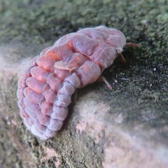 Coelostomidia zealandica