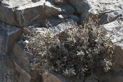 Verbascum spinosum, photograph (c) fmunoz, some rights reserved (CC BY)