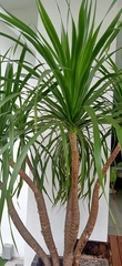 Dracaena cochinchinensis