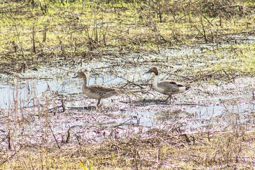 Northern Pintail