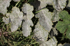 Erysiphe heraclei