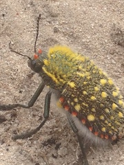 Julodis