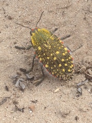 Julodis