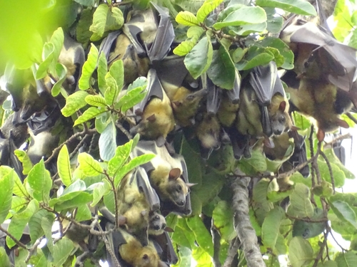 Straw-coloured Fruit Bat