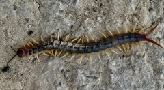 Cormocephalus aurantiipes