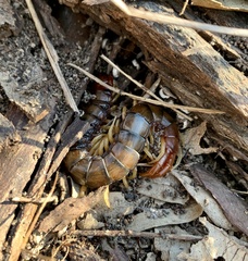 Cormocephalus aurantiipes