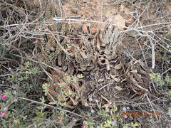 Tulista pumila