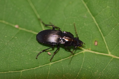 Abax parallelus