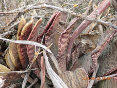 Gasteria disticha disticha