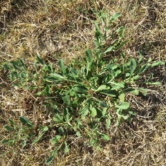 Sphaeromorphaea australis