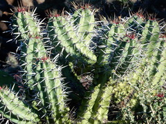 Myrtillocactus cochal