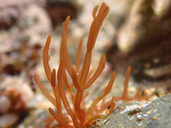 Lomentaria caespitosa