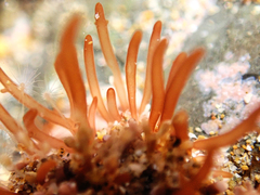 Lomentaria caespitosa