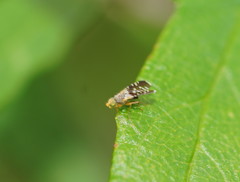 Spathulina acroleuca