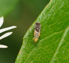 Spathulina acroleuca